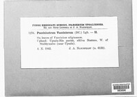 Naohidemyces vaccinii image